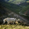 Cheval sauvage dans les montagnes au-dessus de Brod