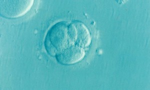 Un embryon ©Elena Kontogianni/Pixabay