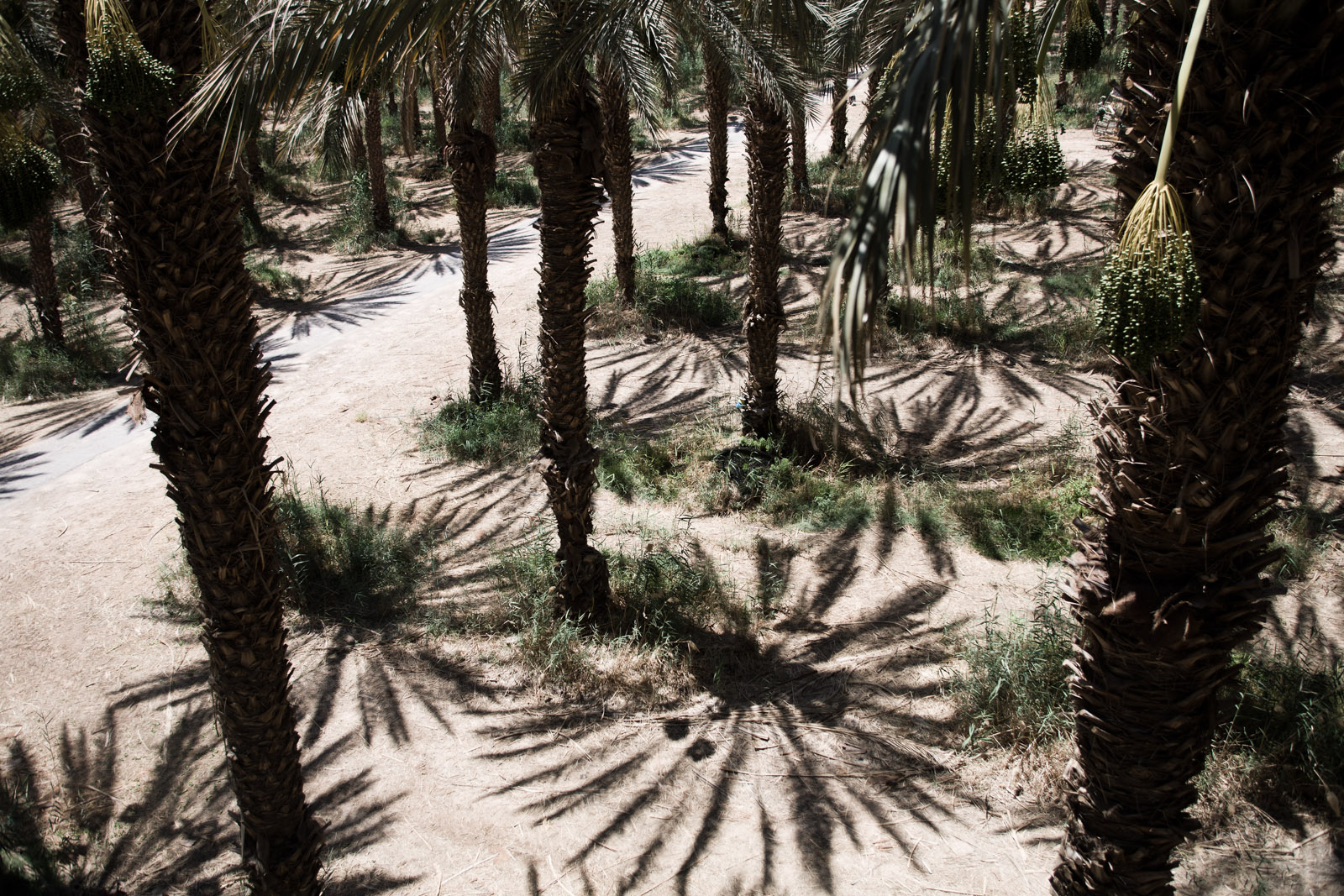 Dans la plantation de palmiers-dattiers.