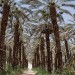 Les plantations de palmiers-dattiers, entièrement bios. thumbnail
