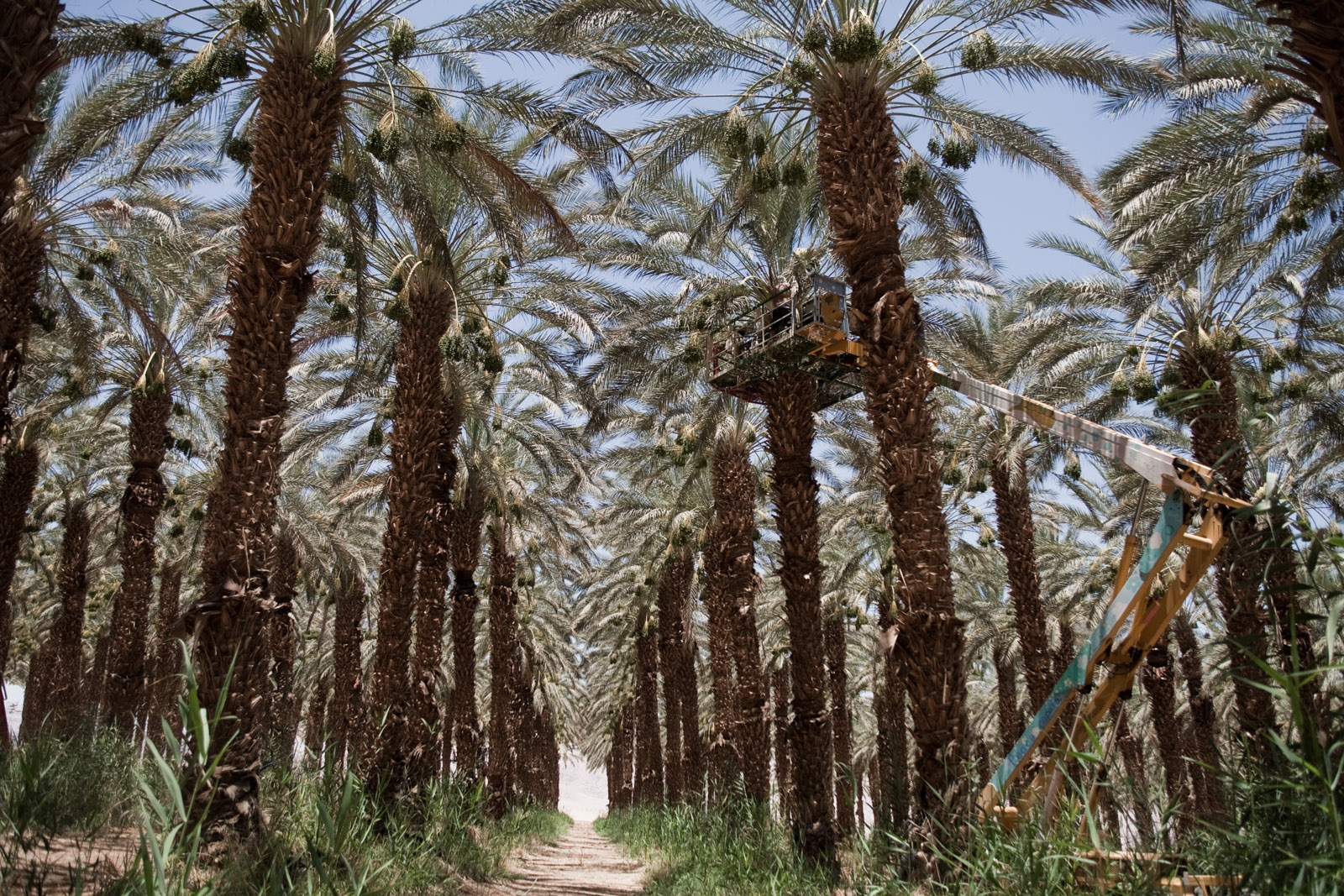 Les plantations de palmiers-dattiers, entièrement bios.