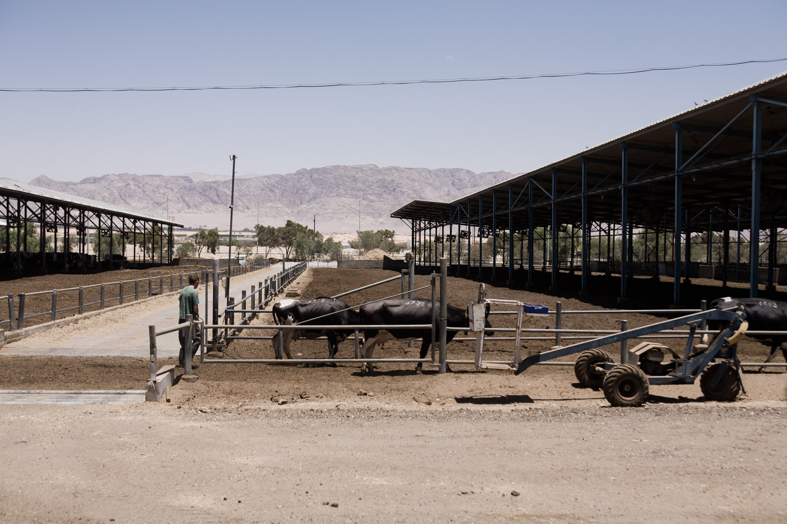 Les vaches du kibutz, avant la traite sont abritées du soleil du désert.